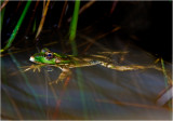 common frog.