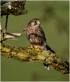 Kestrel young male.