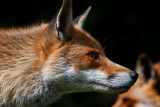 Red Fox Vulpes vulpes  watching.JPG