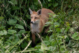Red Fox Vulpes vulpes. Emerging from the undergrowth.JPG
