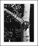 Aspen tree Canada 1987