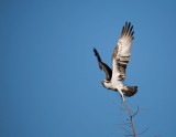 Osprey taking off