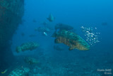Goliath grouper spawning