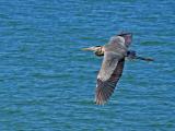 Great blue heron in flight