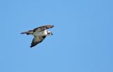 Osprey in flight