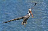 Brown pelican in flight