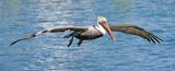 Brown pelican in flight