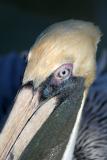 Brown pelican