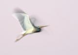 Tricolor heron before sunrise