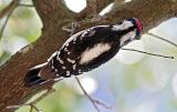 Male Downy Woodpecker