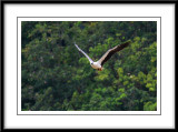 White-bellied sea eagle 2.jpg