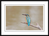 Common Kingfisher 4.jpg