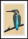 Common Kingfisher 7.jpg