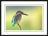 Common kingfisher 8.jpg