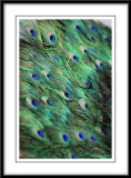 Peacock feathers.jpg