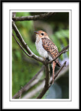 Plaintive cuckoo (juvenile).jpg