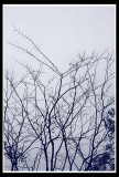 Lonely tree 2.jpg