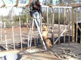 Dog Climbs Ladder on Jobsite