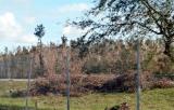 Tree abuse:  Live Oak trees destroyed along the Gratigny Parkway by the MDX photo #17