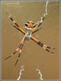 Spider / Araigne
