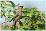 Jaseur dAmrique / Cedar Waxwing