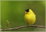 Chardonneret jaune / American Goldfinch