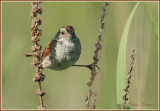 Bruant des marais / Swamp Sparrow