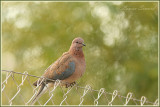 Tourterelle maille / Laughing Dove