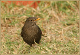 Merle noir / Common Blackbird