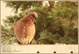Tourterelle maille / Laughing Dove