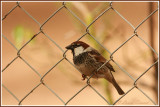 Moineau espagnol / Spanish Sparrow 