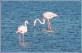 Flamant rose /  Greater Flamingo 