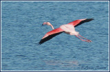 Flamant rose /  Greater Flamingo 