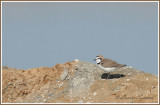 Gravelot  collier interrompu / Kentish Plover 