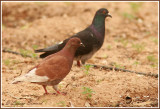 Pigeon biset / Rock Dove