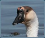 Possible hybride Oie cendre domestique X Oie cygnode domestique  /  Domestic Greylag Goose X  Domestic Chinese Goose hybrid