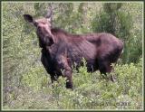 Orignal / Moose