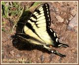 Papillon tigr du Canada / Canadian Tiger Swallowtail / Pterourus glaucus Canadensis