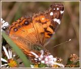 Vanesse de Virginie / American Painted Lady / Vanessa virginiensis