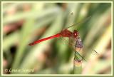 Sympetrum sp. (mle / male)