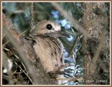 Tourterelle triste (Mourning Dove)