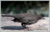 Quiscale bronz (Common Grackle)