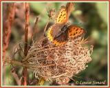 Bronz / Bronze Copper/ Hyllolycaena hyllus