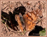Belle Dame / Painted Lady / Vanessa cardui