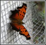 Polygone gracile / Hoary Comma / Polygonia gracilis