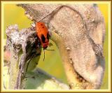 Lygaeus kalmii / Nymphe de Petite punaise de lasclpiade / Small milkweed bug nymph