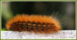  Diacrisie de Virginie / Yellow Woollybear / Spilosoma virginica