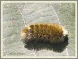 Cténuche de Virginie / Virginian Ctenucha / Ctenucha virginica