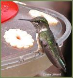 Colibri flammule (Volcano Hummingbird) San Gerardo de Dota