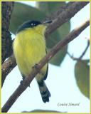 Common Tody-Flycatcher / Todirostre familier 